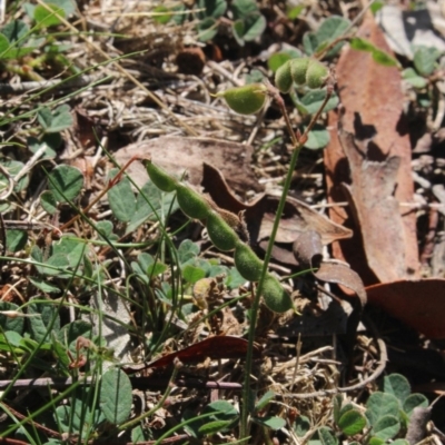 Pullenia gunnii (A Tick-Trefoil) at MTR591 at Gundaroo - 26 Apr 2018 by MaartjeSevenster