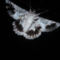 Hypobapta tachyhalotaria (Varied Grey) at Undefined - 27 Apr 2018 by nickhopkins