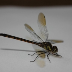 Hemicordulia australiae (Australian Emerald) at Malua Bay, NSW - 29 Oct 2014 by nickhopkins