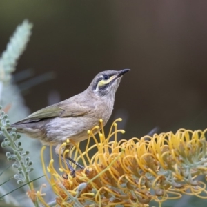 Caligavis chrysops at undefined - 27 Mar 2018 12:40 PM