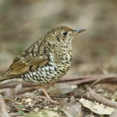 Zoothera lunulata (Bassian Thrush) at Jervis Bay, JBT - 13 Aug 2014 by Leo