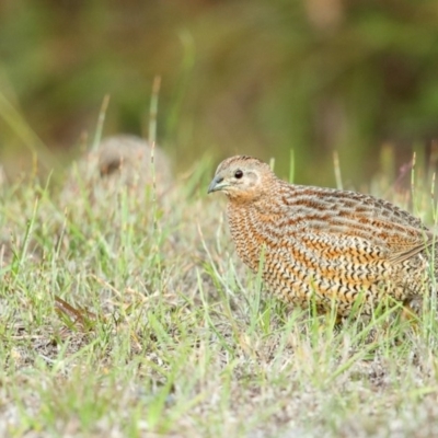 Synoicus ypsilophorus (Brown Quail) at Booderee National Park1 - 24 May 2014 by Leo