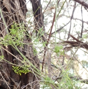 Clematis leptophylla at Deakin, ACT - 29 Apr 2018