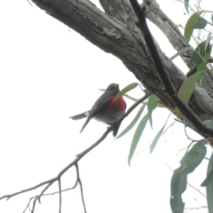 Petroica rosea (Rose Robin) at The Ridgeway, NSW - 28 Apr 2018 by KumikoCallaway