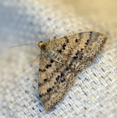 Scopula rubraria (Reddish Wave, Plantain Moth) at O'Connor, ACT - 26 Apr 2018 by ibaird