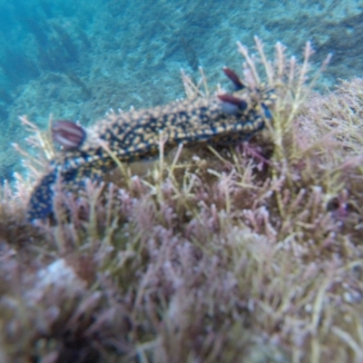 Hypselodoris obscura (Hypselodoris obscura) at The Blue Pool, Bermagui - 29 Apr 2018 by JasperLB