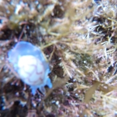 Bullina lineata at The Blue Pool, Bermagui - 29 Apr 2018 09:59 AM