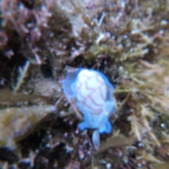 Bullina lineata at The Blue Pool, Bermagui - 29 Apr 2018 09:59 AM