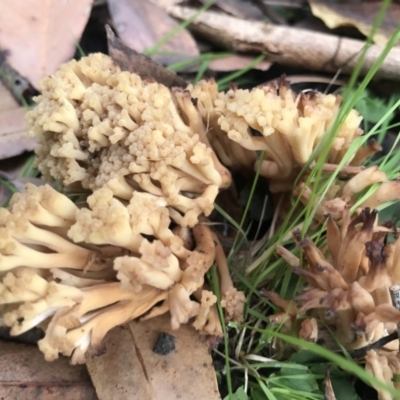 Ramaria capitata ochraceosalmonicolor (Ramaria capitata ochraceosalmonicolor) at Undefined - 14 May 2017 by AaronClausen