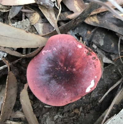 Russula sp. (Russula) at Booderee National Park1 - 14 May 2017 by AaronClausen