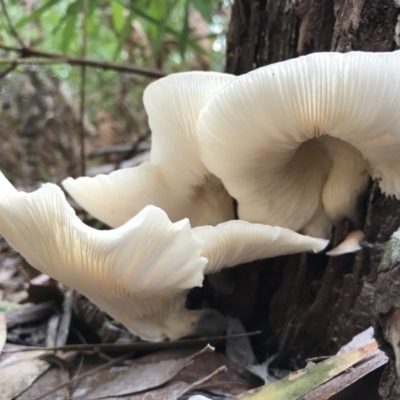 Omphalotus nidiformis (Ghost Fungus) at Booderee National Park1 - 14 May 2017 by AaronClausen