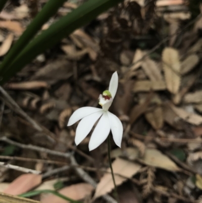 Caladenia picta (Painted Fingers) at Booderee National Park1 - 14 May 2017 by AaronClausen