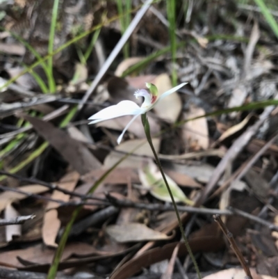 Caladenia picta (Painted Fingers) at Booderee National Park1 - 14 May 2017 by AaronClausen