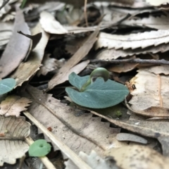 Corybas aconitiflorus (Spurred Helmet Orchid) at Booderee National Park1 - 14 May 2017 by AaronClausen