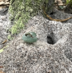 Corybas aconitiflorus (Spurred Helmet Orchid) at Booderee National Park1 - 14 May 2017 by AaronClausen