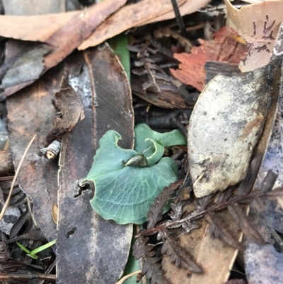 Corybas aconitiflorus - 15 May 2017 by AaronClausen