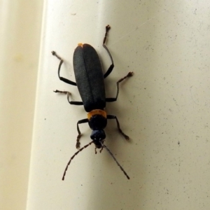 Chauliognathus lugubris at Macarthur, ACT - 29 Apr 2018 01:20 PM