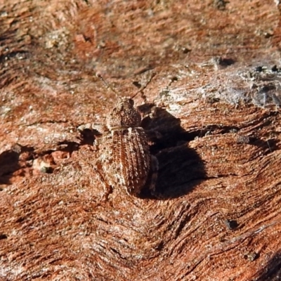 Mandalotus spurcus (Weevil) at Macarthur, ACT - 29 Apr 2018 by RodDeb