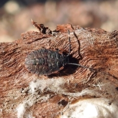 Pentatomidae (family) (Shield or Stink bug) at Macarthur, ACT - 29 Apr 2018 by RodDeb