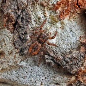 Servaea sp. (genus) at Macarthur, ACT - 29 Apr 2018 01:35 PM