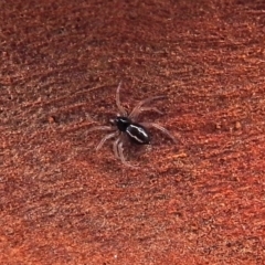 Euryopis umbilicata (Striped tick spider) at Macarthur, ACT - 29 Apr 2018 by RodDeb