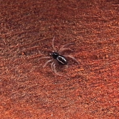 Euryopis umbilicata (Striped tick spider) at Macarthur, ACT - 29 Apr 2018 by RodDeb