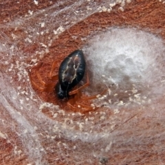 Euryopis umbilicata (Striped tick spider) at Macarthur, ACT - 29 Apr 2018 by RodDeb