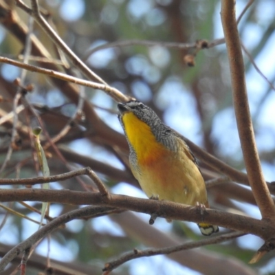 Pardalotus punctatus (Spotted Pardalote) at Kambah, ACT - 25 Apr 2018 by HelenCross