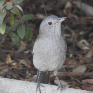 Colluricincla harmonica at Kambah, ACT - 25 Apr 2018 10:44 AM