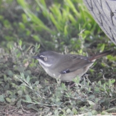 Sericornis frontalis (White-browed Scrubwren) at Pialligo, ACT - 28 Apr 2018 by HelenCross