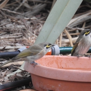 Caligavis chrysops at Kambah, ACT - 21 Apr 2018 04:48 PM