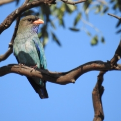 Eurystomus orientalis (Dollarbird) at Kambah, ACT - 1 Jan 2018 by HelenCross