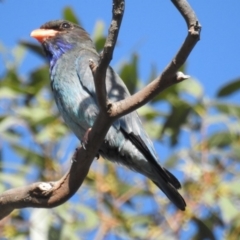 Eurystomus orientalis at Kambah, ACT - 2 Jan 2018