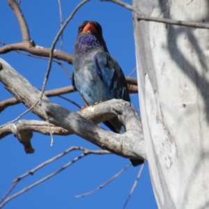 Eurystomus orientalis at Kambah, ACT - 2 Jan 2018