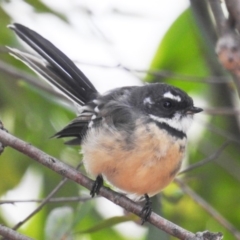 Rhipidura albiscapa (Grey Fantail) at Kambah, ACT - 25 Feb 2018 by HelenCross