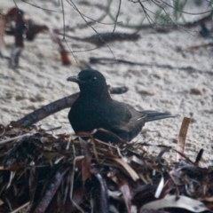 Turdus merula (Eurasian Blackbird) at Merimbula, NSW - 26 Apr 2018 by RossMannell