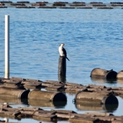 Microcarbo melanoleucos (Little Pied Cormorant) at Merimbula, NSW - 26 Apr 2018 by RossMannell