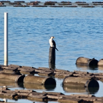 Microcarbo melanoleucos (Little Pied Cormorant) at Merimbula, NSW - 26 Apr 2018 by RossMannell