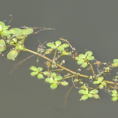 Ludwigia sp. (Water-primrose or water-purslane) at Fyshwick, ACT - 29 Apr 2018 by Christine