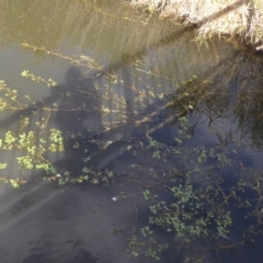 Ludwigia sp. at Fyshwick, ACT - 29 Apr 2018