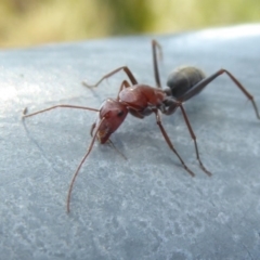 Camponotus ephippium (Jumbuck Sugar Ant) at Fyshwick, ACT - 29 Apr 2018 by Christine