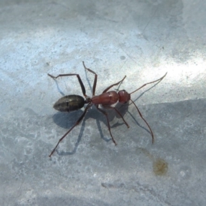 Camponotus sp. (genus) at Fyshwick, ACT - 29 Apr 2018