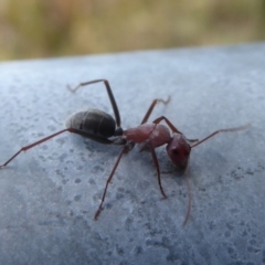 Camponotus sp. (genus) at Fyshwick, ACT - 29 Apr 2018