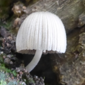 Coprinellus etc. at Acton, ACT - 29 Apr 2018