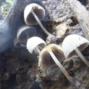 Coprinellus etc. at Acton, ACT - 29 Apr 2018