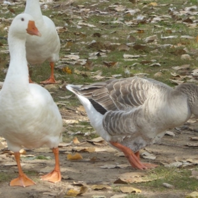 Anser anser (Greylag Goose (Domestic type)) at Campbell, ACT - 29 Apr 2018 by Christine