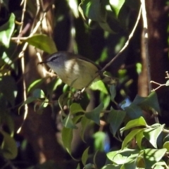 Gerygone mouki at Acton, ACT - 30 Apr 2018