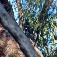 Strepera graculina (Pied Currawong) at Merimbula, NSW - 25 Apr 2018 by RossMannell