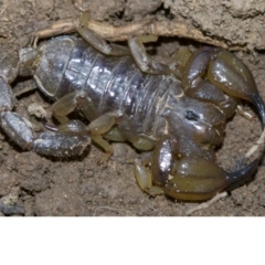 Urodacus manicatus (Black Rock Scorpion) at Majura, ACT - 30 Apr 2018 by jb2602