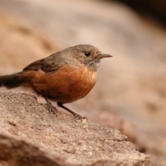 Origma solitaria (Rockwarbler) at Bomaderry, NSW - 22 Mar 2014 by Leo